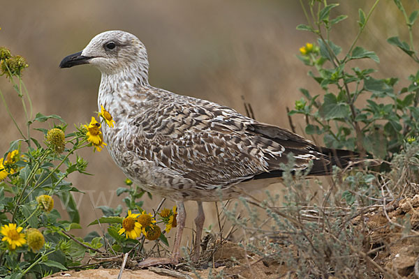 Mittelmeermöwe (Larus michahellis)