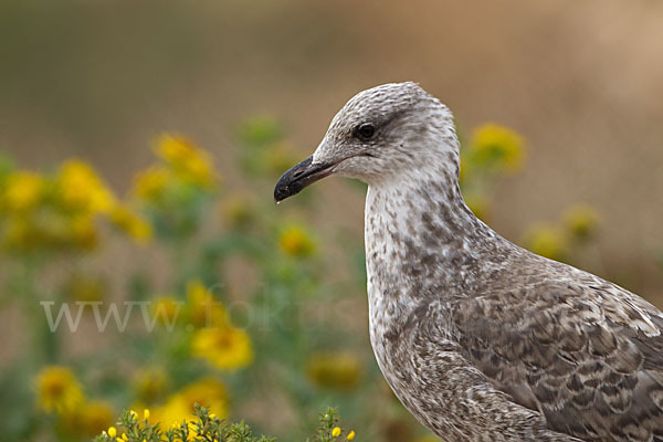 Mittelmeermöwe (Larus michahellis)