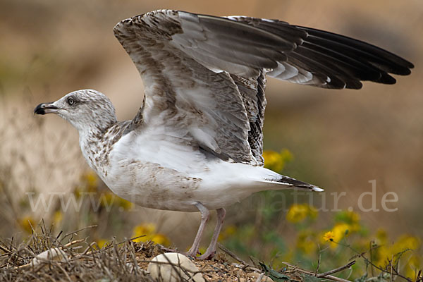 Mittelmeermöwe (Larus michahellis)