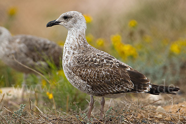 Mittelmeermöwe (Larus michahellis)