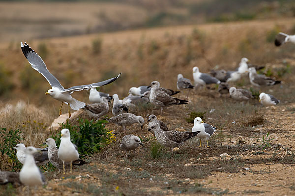 Mittelmeermöwe (Larus michahellis)