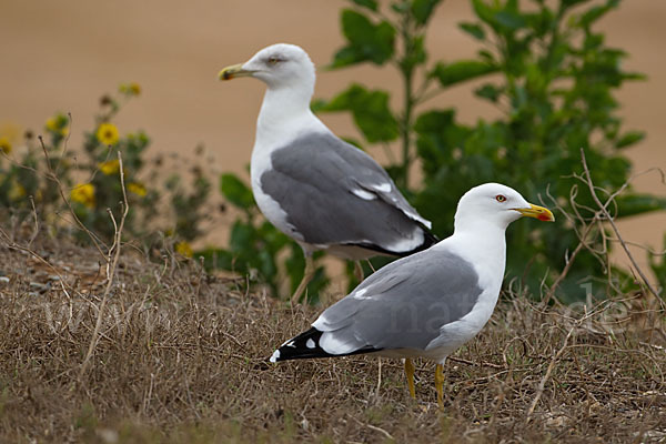 Mittelmeermöwe (Larus michahellis)