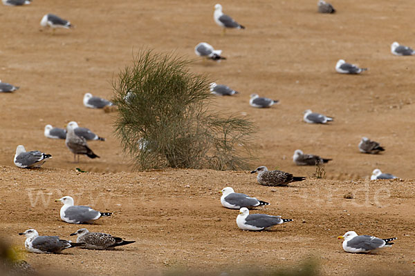 Mittelmeermöwe (Larus michahellis)