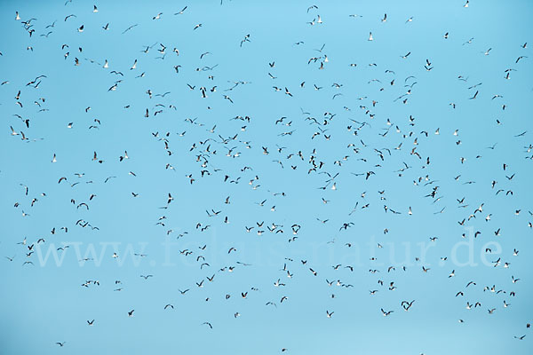 Mittelmeermöwe (Larus michahellis)