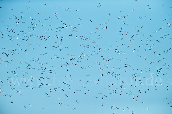 Mittelmeermöwe (Larus michahellis)