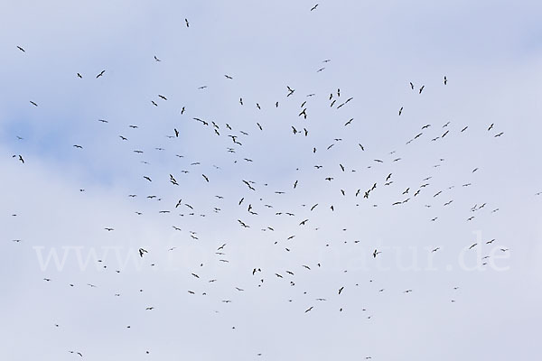 Mittelmeermöwe (Larus michahellis)