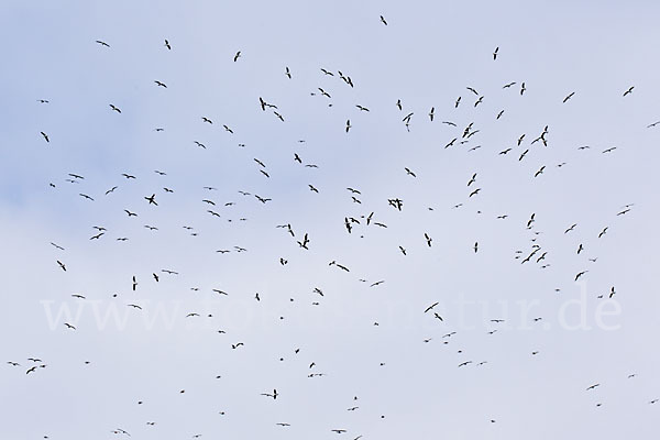 Mittelmeermöwe (Larus michahellis)