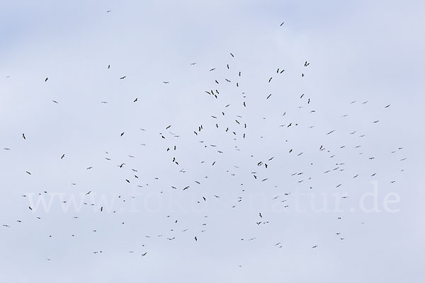 Mittelmeermöwe (Larus michahellis)