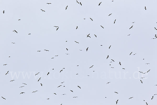 Mittelmeermöwe (Larus michahellis)