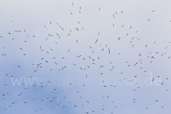 Mittelmeermöwe (Larus michahellis)