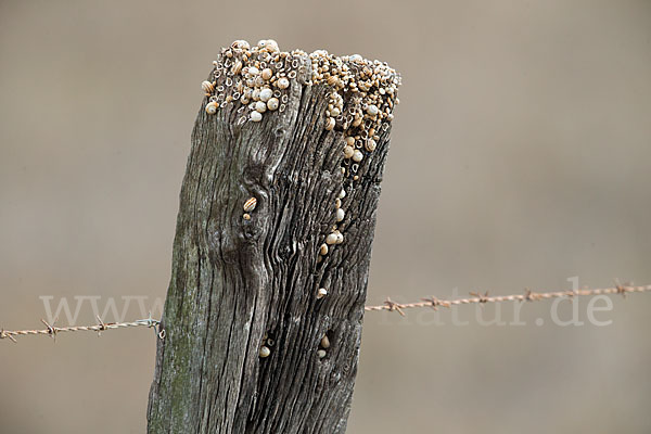 Mittelmeersandschnecke ()