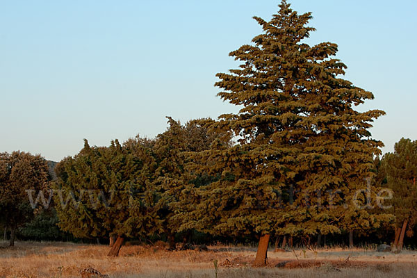 Mittelmeerzypresse (Cupressus sempervirens)