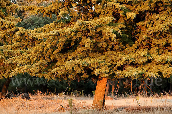 Mittelmeerzypresse (Cupressus sempervirens)