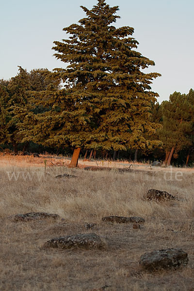 Mittelmeerzypresse (Cupressus sempervirens)