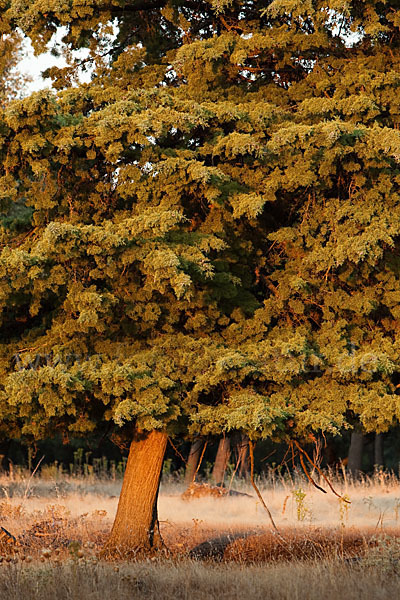 Mittelmeerzypresse (Cupressus sempervirens)