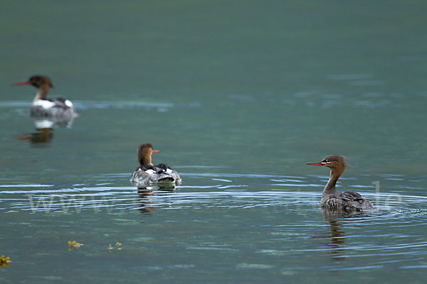 Mittelsäger (Mergus serrator)