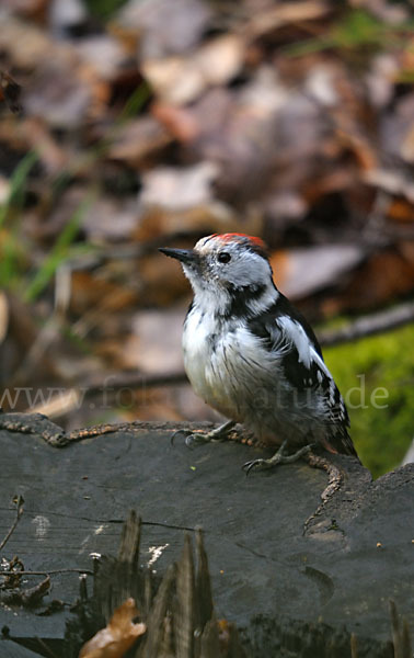 Mittelspecht (Dendrocopos medius)