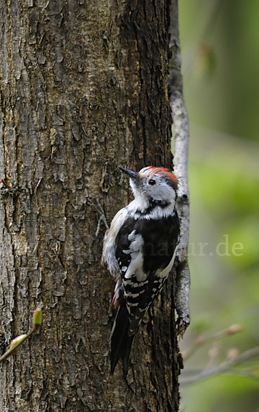 Mittelspecht (Dendrocopos medius)