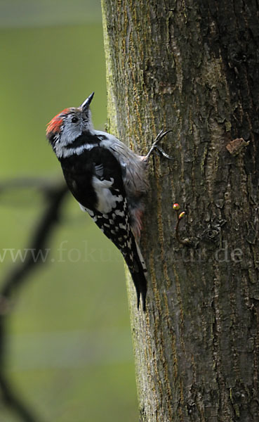 Mittelspecht (Dendrocopos medius)