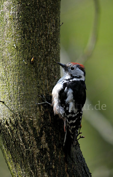 Mittelspecht (Dendrocopos medius)