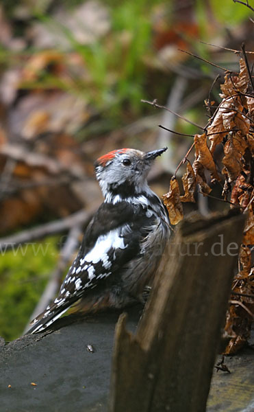 Mittelspecht (Dendrocopos medius)