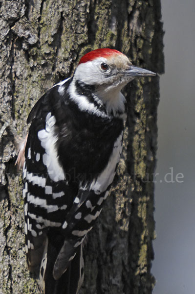 Mittelspecht (Dendrocopos medius)