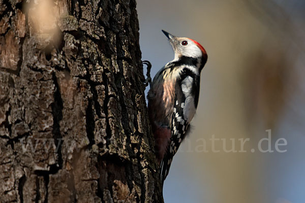 Mittelspecht (Dendrocopos medius)