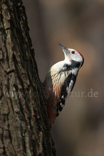 Mittelspecht (Dendrocopos medius)