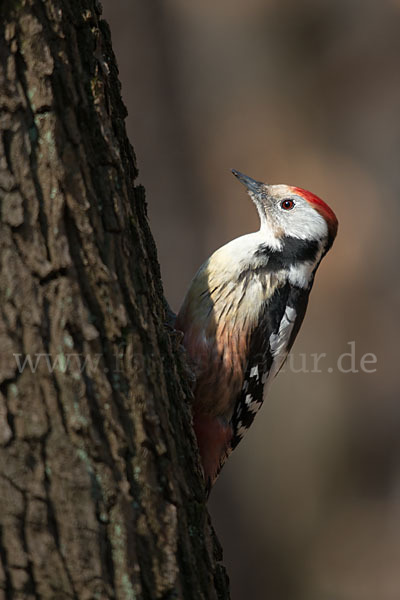 Mittelspecht (Dendrocopos medius)