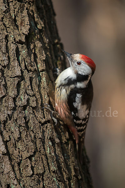 Mittelspecht (Dendrocopos medius)