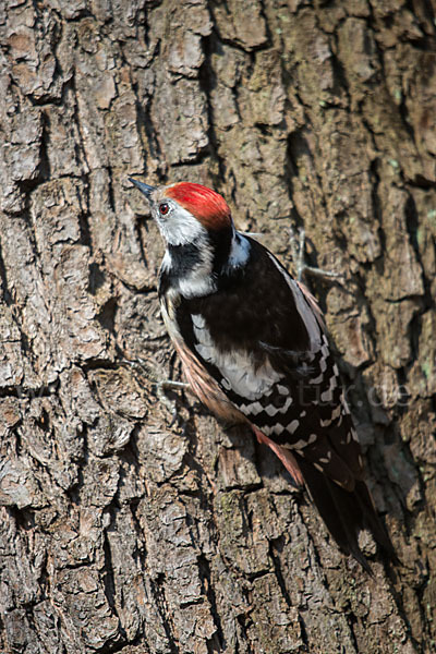 Mittelspecht (Dendrocopos medius)