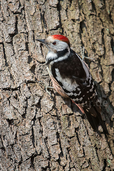 Mittelspecht (Dendrocopos medius)