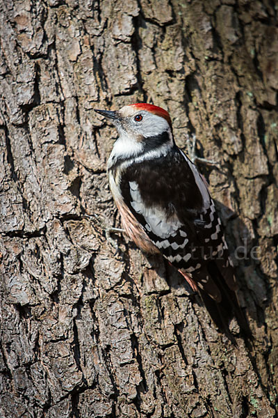 Mittelspecht (Dendrocopos medius)