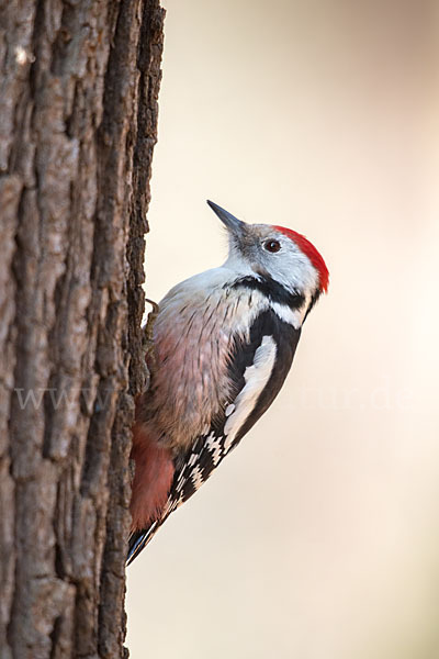 Mittelspecht (Dendrocopos medius)