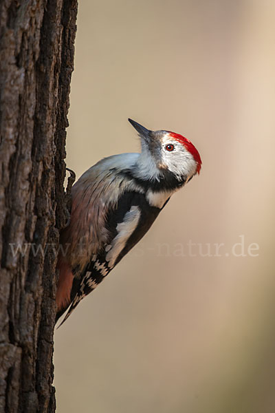 Mittelspecht (Dendrocopos medius)