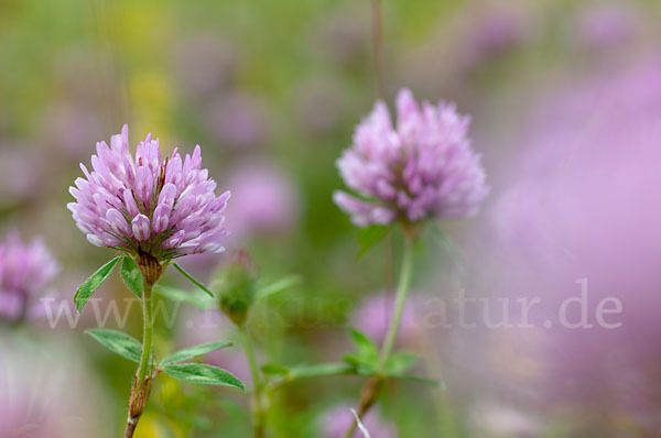 Mittlerer Klee (Trifolium medium)