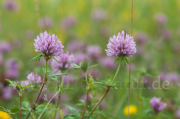 Mittlerer Klee (Trifolium medium)