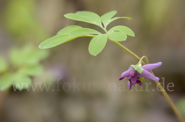 Mittlerer Lerchensporn (Corydalis intermedia)