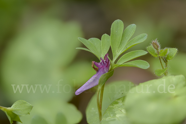 Mittlerer Lerchensporn (Corydalis intermedia)