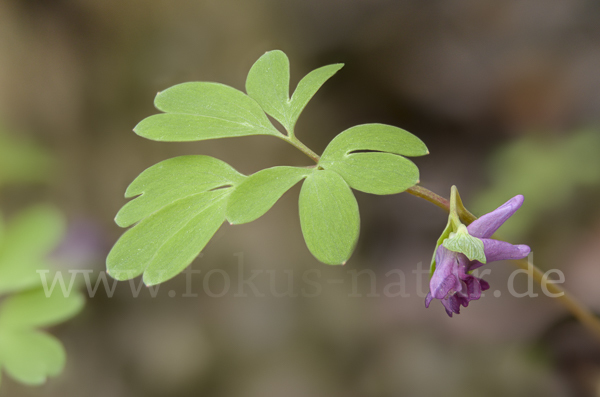 Mittlerer Lerchensporn (Corydalis intermedia)