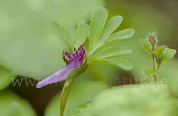 Mittlerer Lerchensporn (Corydalis intermedia)