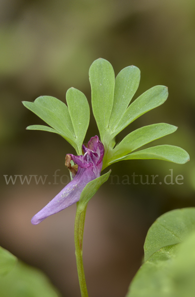 Mittlerer Lerchensporn (Corydalis intermedia)