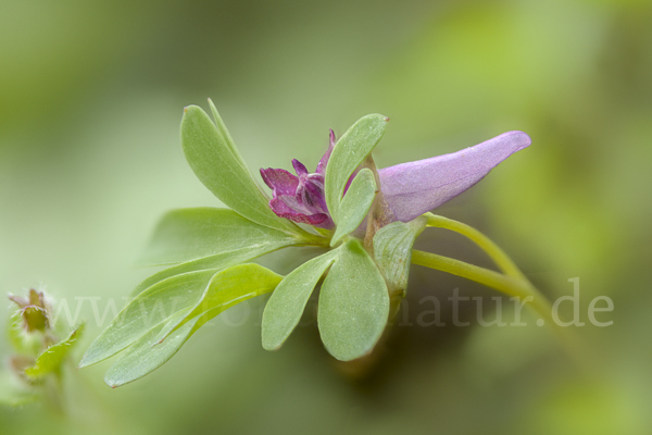 Mittlerer Lerchensporn (Corydalis intermedia)