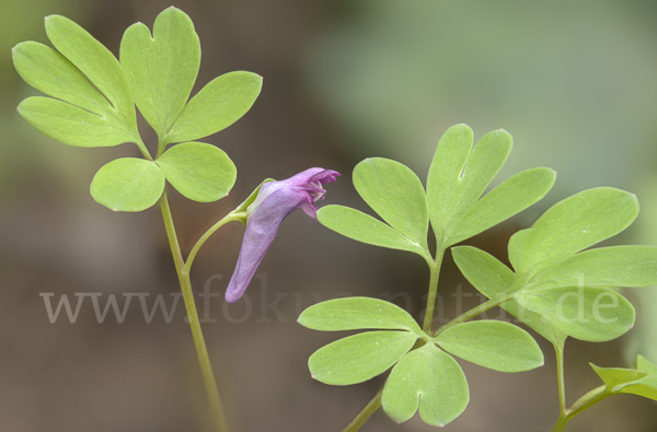 Mittlerer Lerchensporn (Corydalis intermedia)