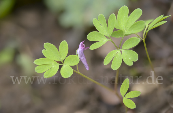 Mittlerer Lerchensporn (Corydalis intermedia)