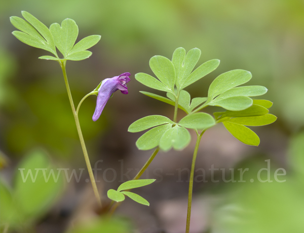 Mittlerer Lerchensporn (Corydalis intermedia)