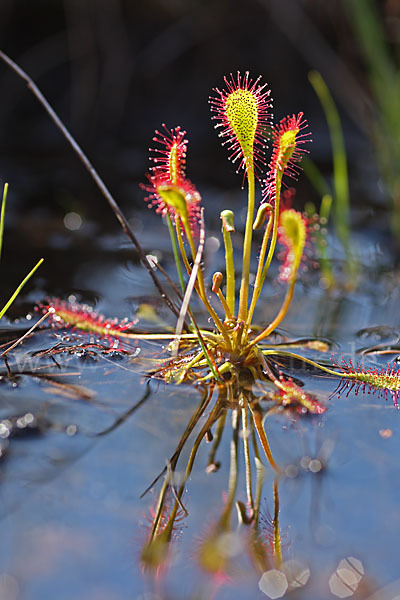 Mittlerer Sonnentau (Drosera intermedia)