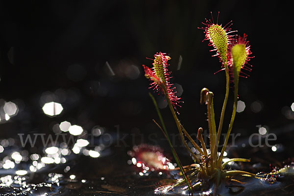 Mittlerer Sonnentau (Drosera intermedia)