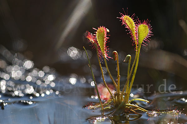 Mittlerer Sonnentau (Drosera intermedia)