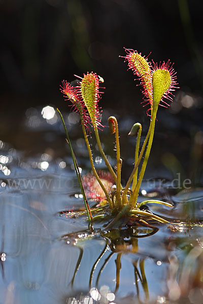 Mittlerer Sonnentau (Drosera intermedia)